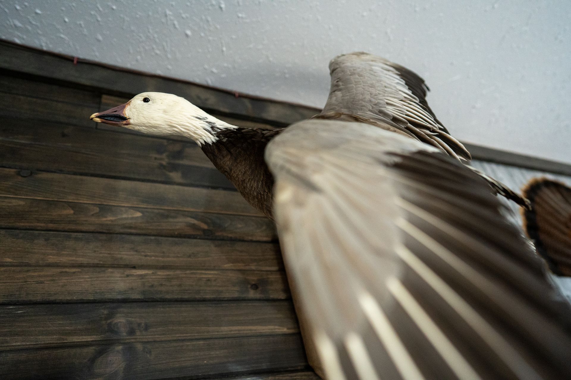 A stuffed bird is hanging on a wooden wall.
