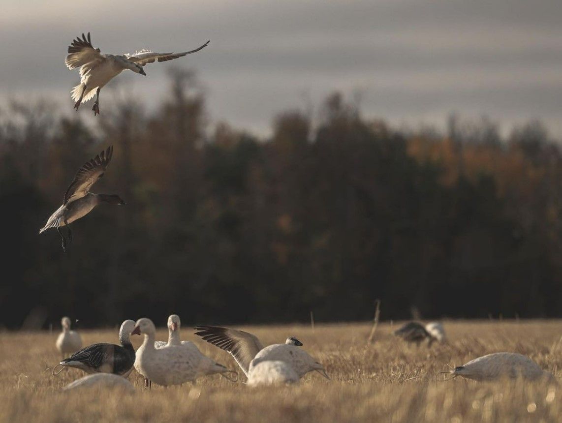Saskatchewan Waterfowl Hunting Guide