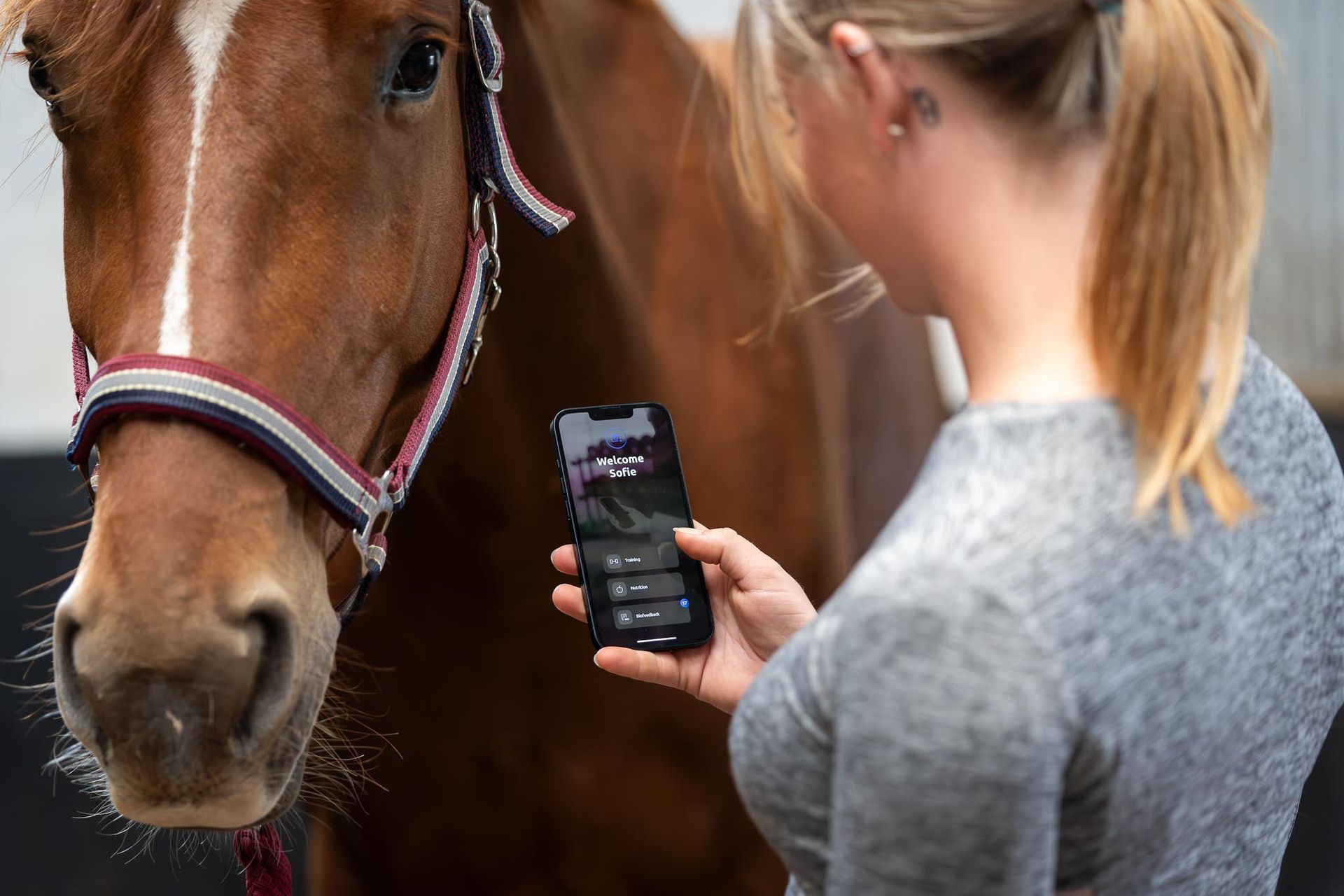 paard met ruiter met mobiele telefoon in de hand, waarop een ruiterfit app te zien is