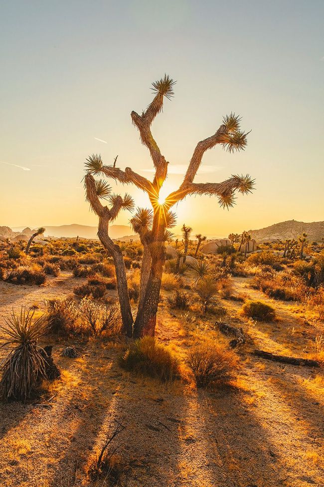 The sun is shining through the branches of a joshua tree in the desert.