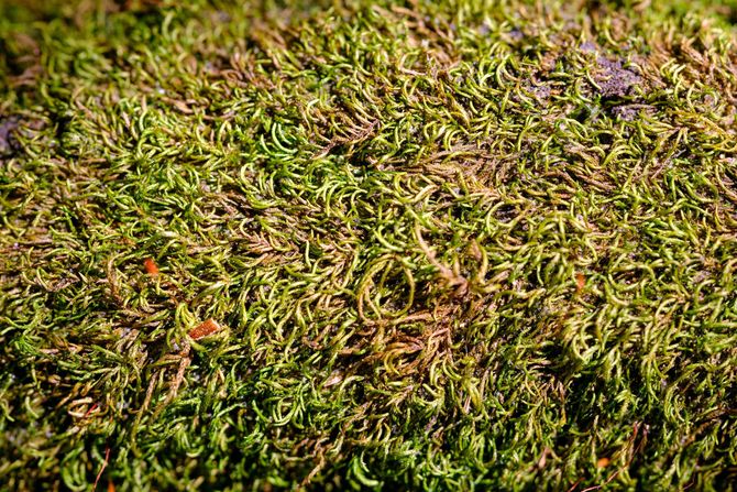 A close up of a patch of green moss on a rock.