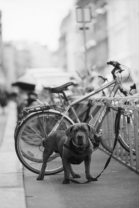 Een zwart-witfoto van een hond die naast een fiets staat