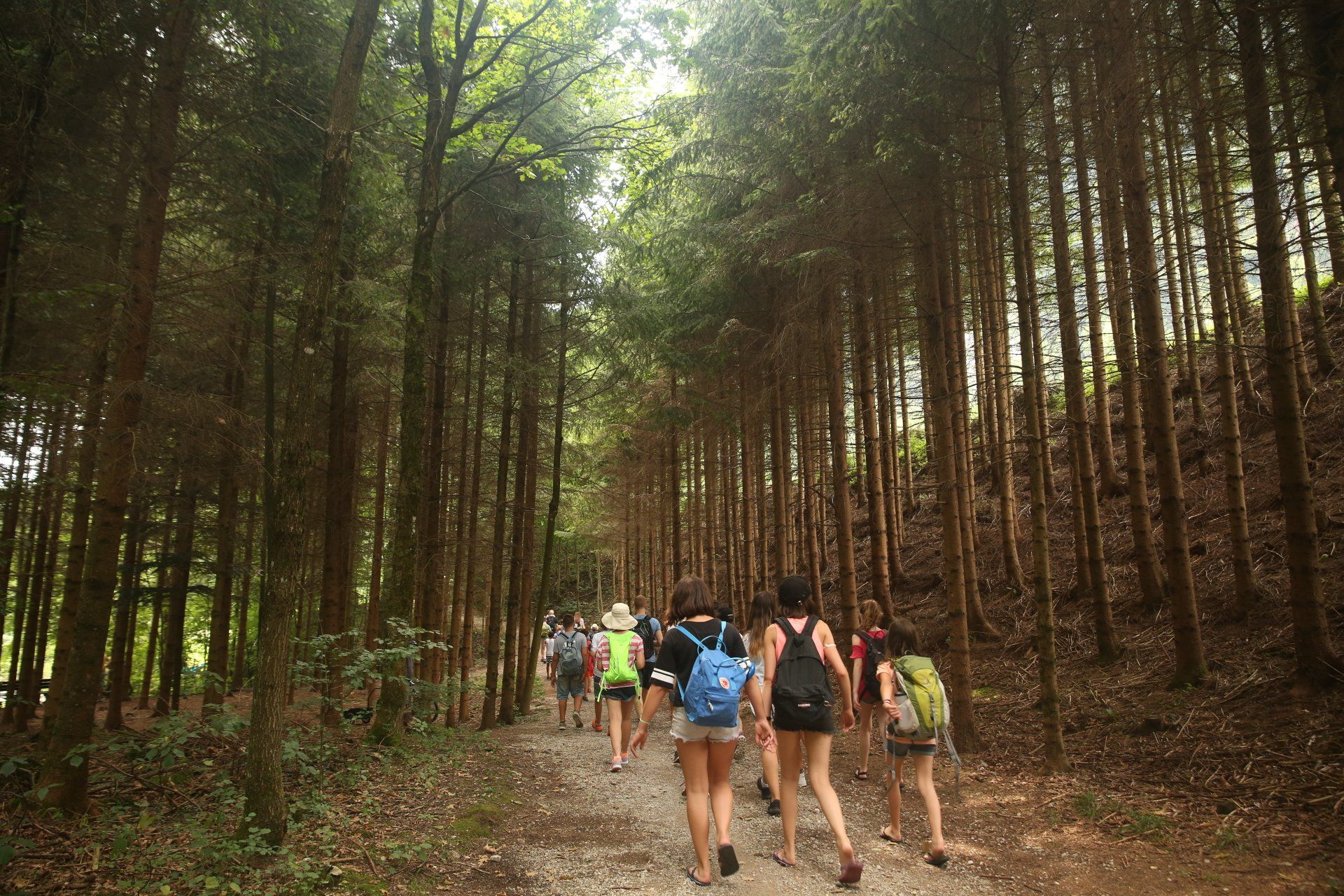 Eine Gruppe von Menschen geht einen Pfad im Wald entlang.