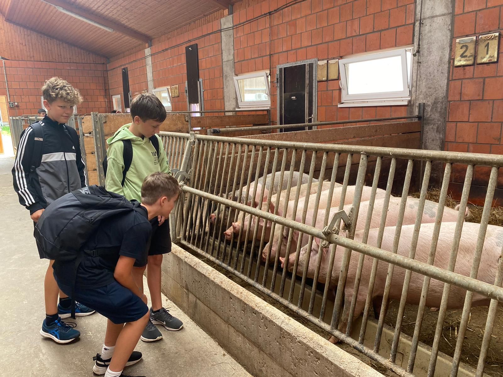 Drei Jungen beobachten Schweine in einem Gehege auf einem Bauernhof, innerhalb eines Backsteingebäudes.