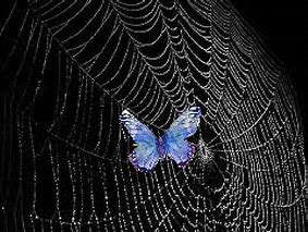 butterfly-spider-web-chapter-15-isolation