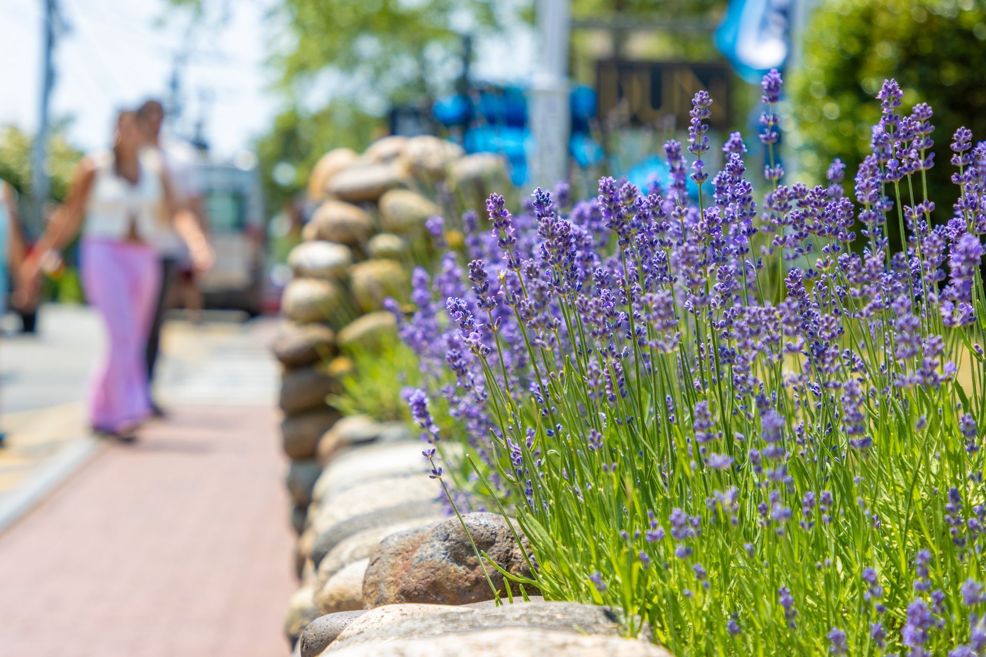 A woman is walking down a sidewalk next to a bush of purple flowers.