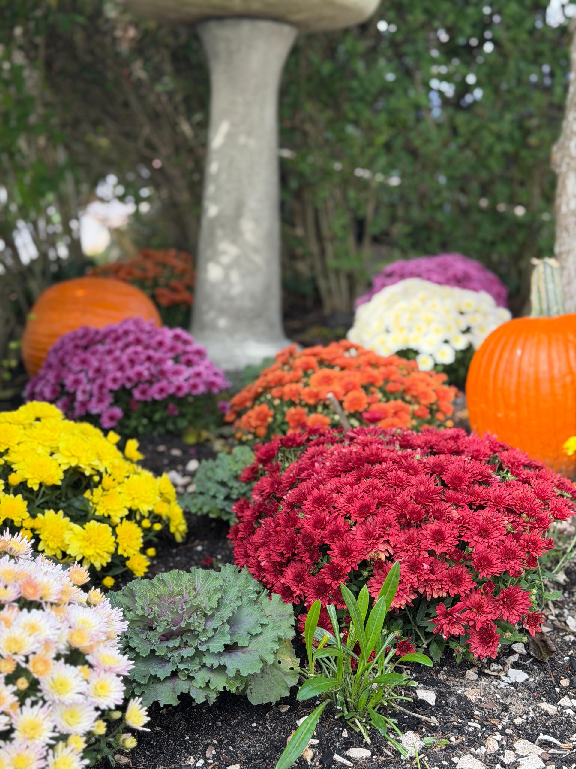 Pumpkins and mums at the White Porch Inn