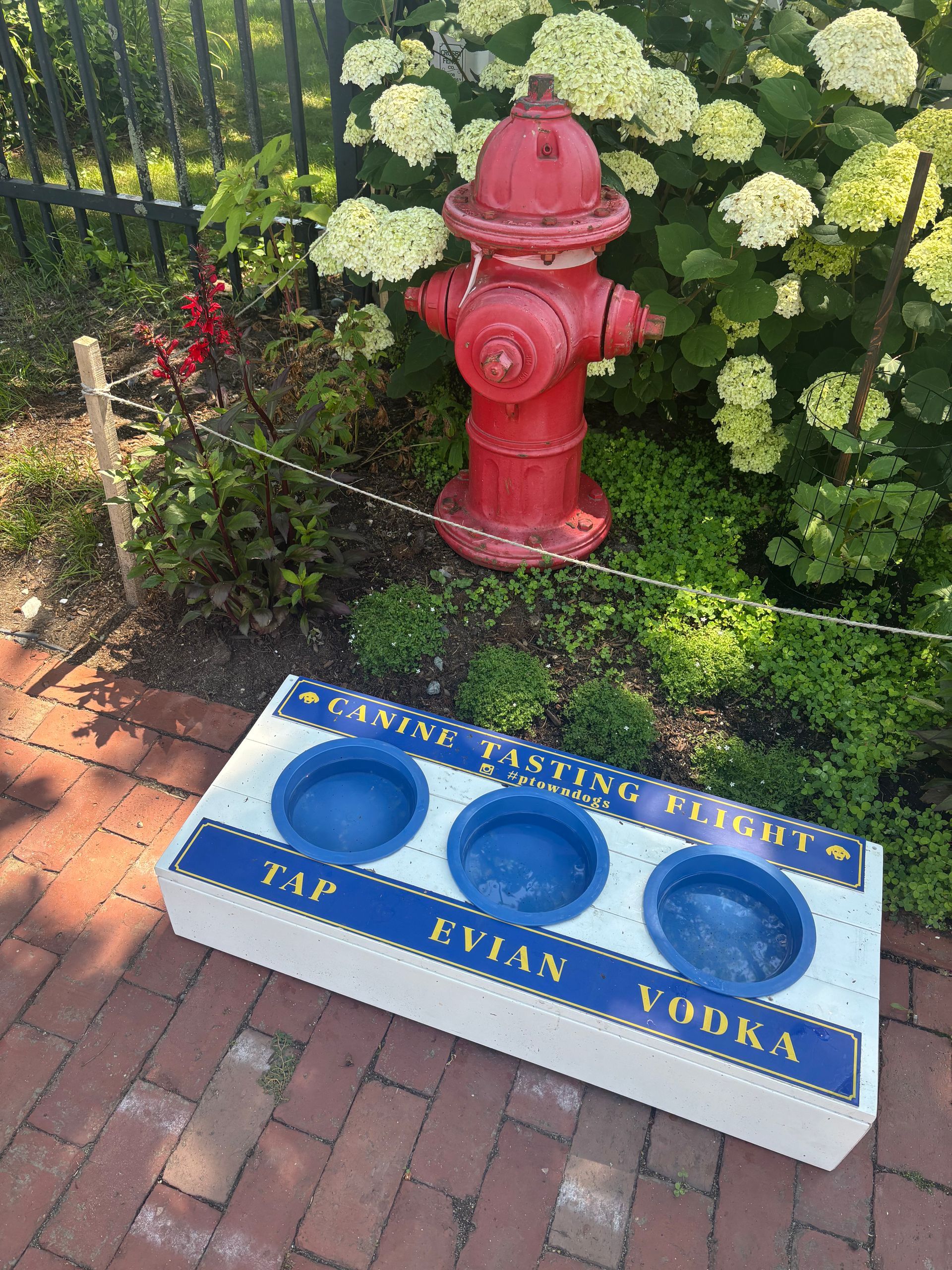 Funny dag dish and fire hydrant