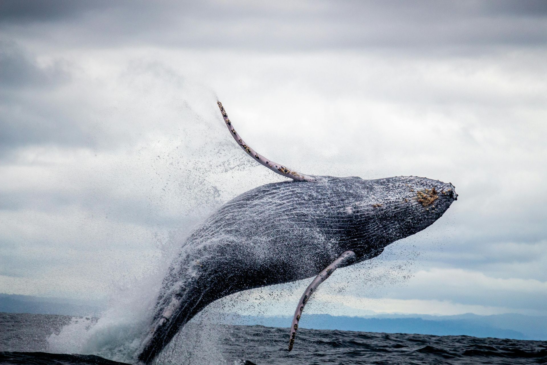 A humpback whale is jumping out of the ocean.