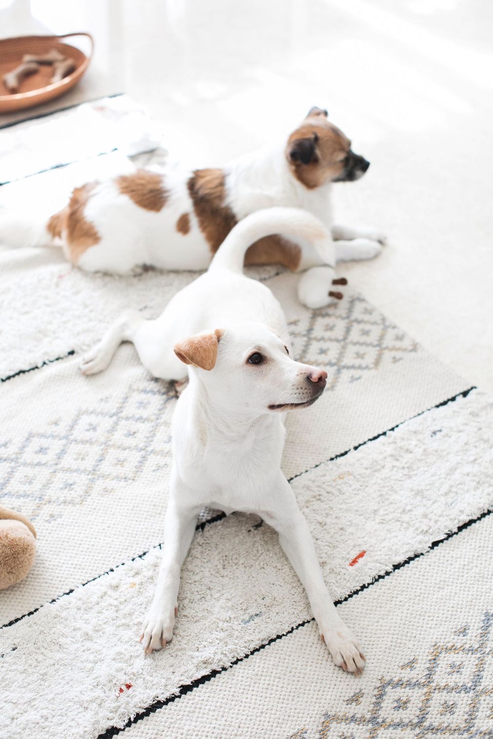 Two small dogs lying on a white patterned rug, one alert and sitting upright in front
