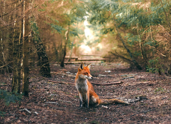 The Law Firm of Bruce Danford