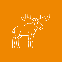 White line drawing of a moose with large antlers on an orange background.