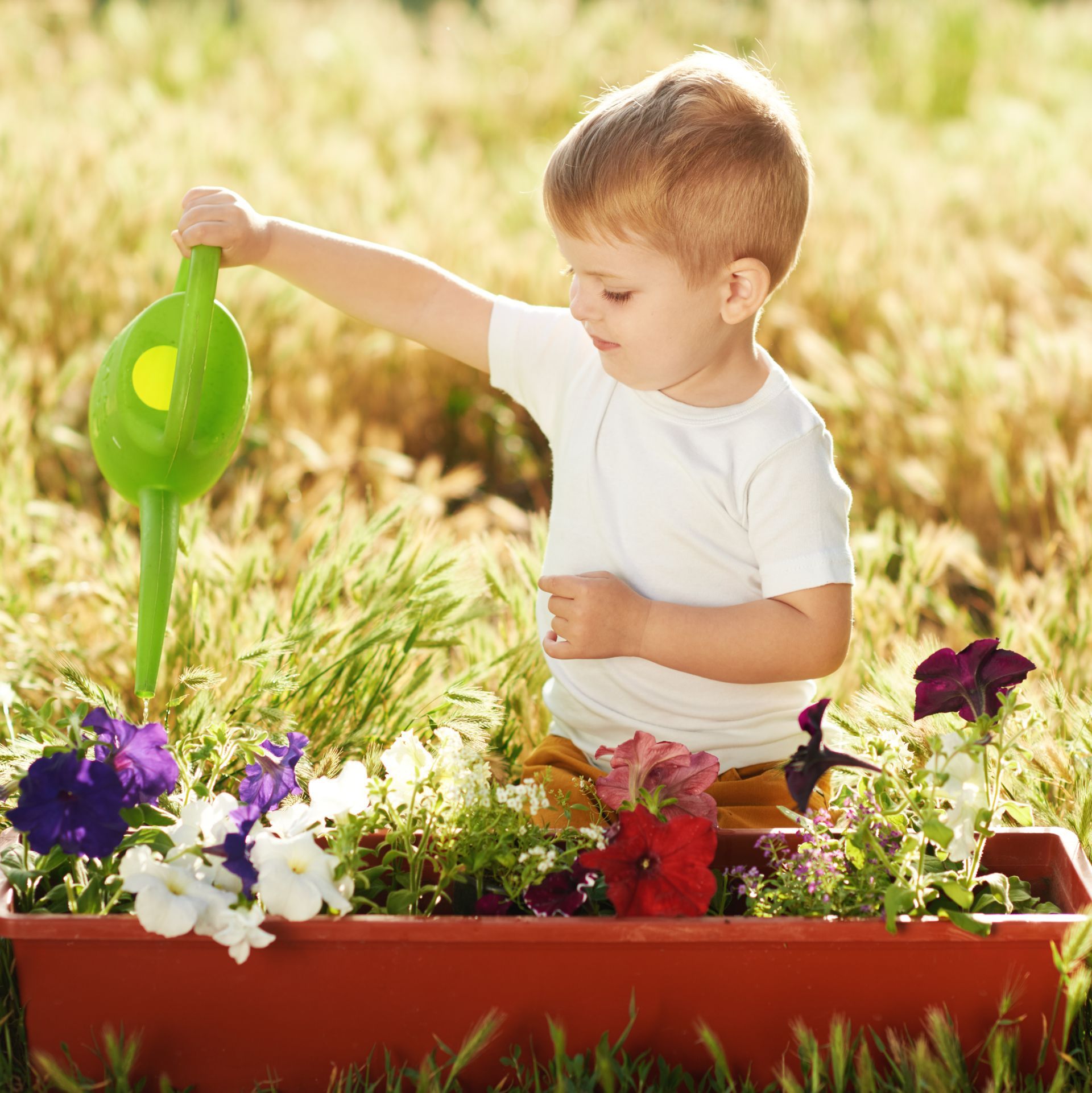 Child watering flowers in a red planter with a green watering can on a sunny day.