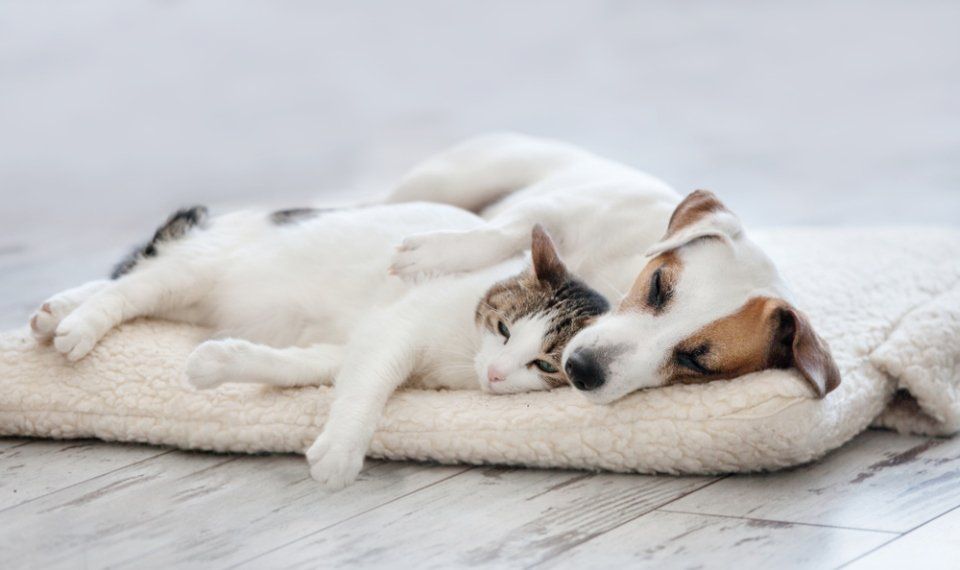 Cane e gatto