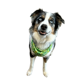 A dog wearing a green bandana is standing on a white background.