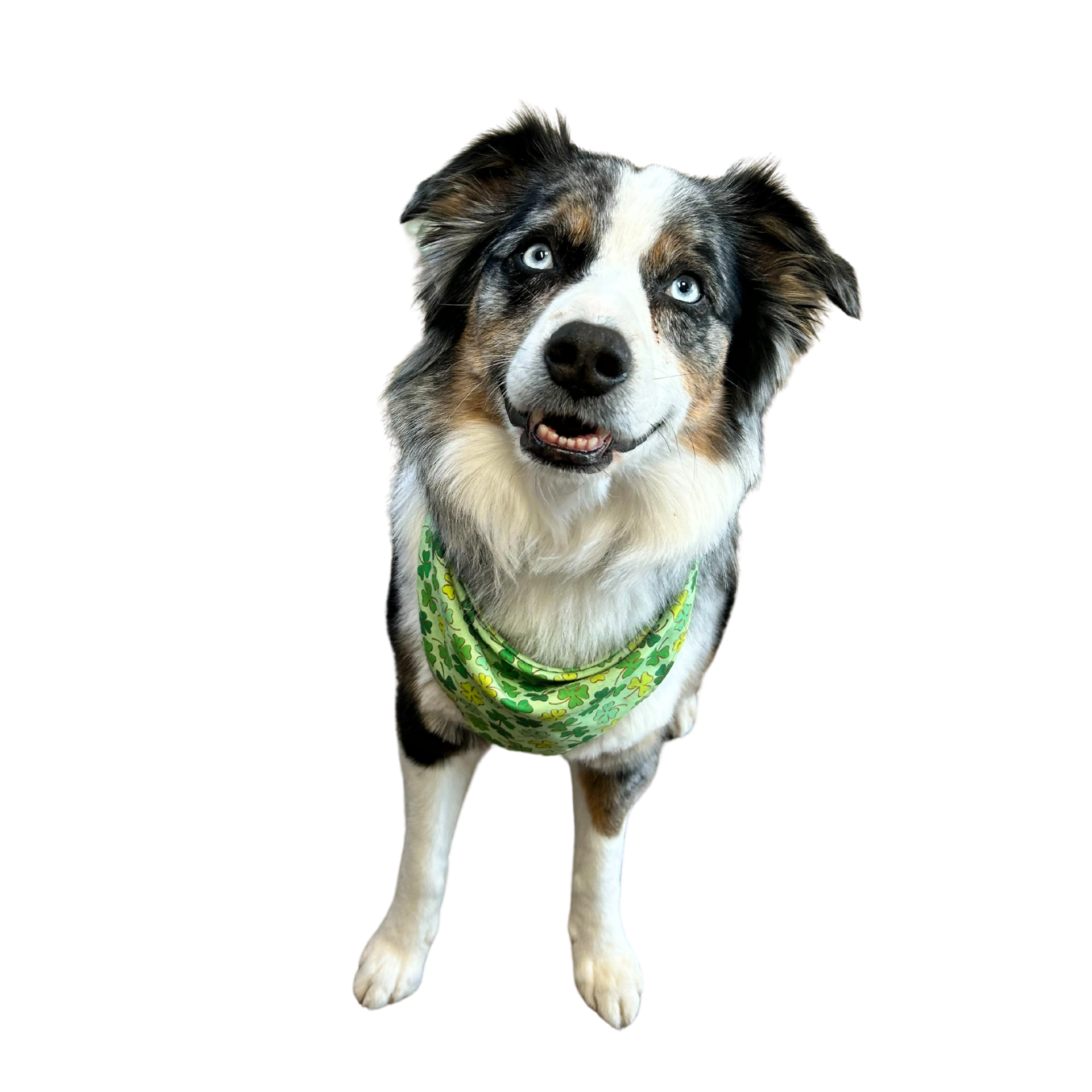 A dog wearing a green bandana is standing on a white background.