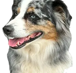 A close up of a dog 's face with its tongue out on a white background.