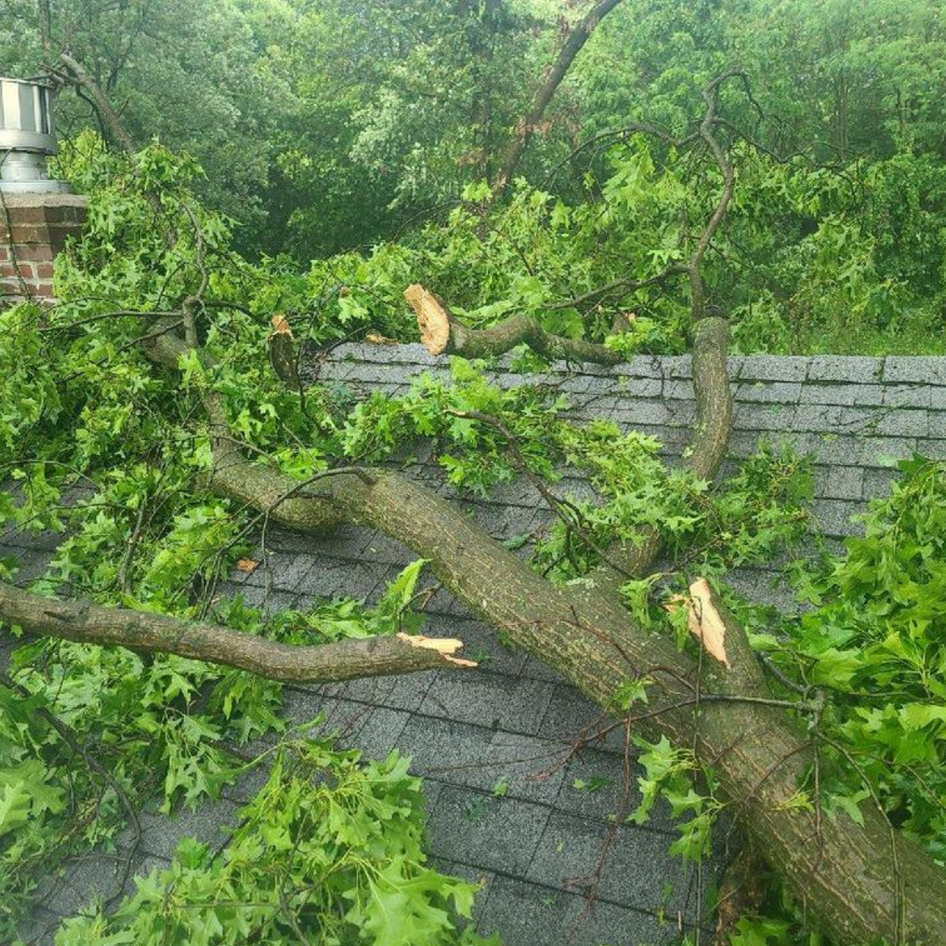 A tree branch is laying on top of a roof.
