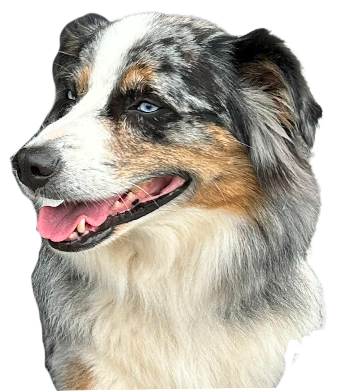 A close up of a dog 's face with its tongue out on a white background.