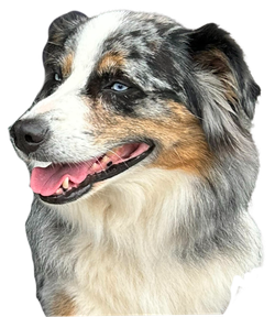 A close up of a dog 's face with its tongue out on a white background.