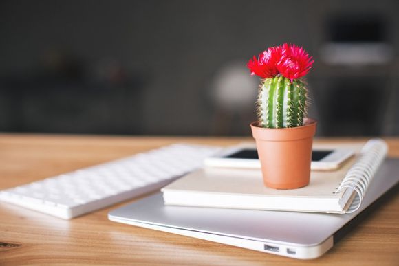 a small potted cactus on a work desk