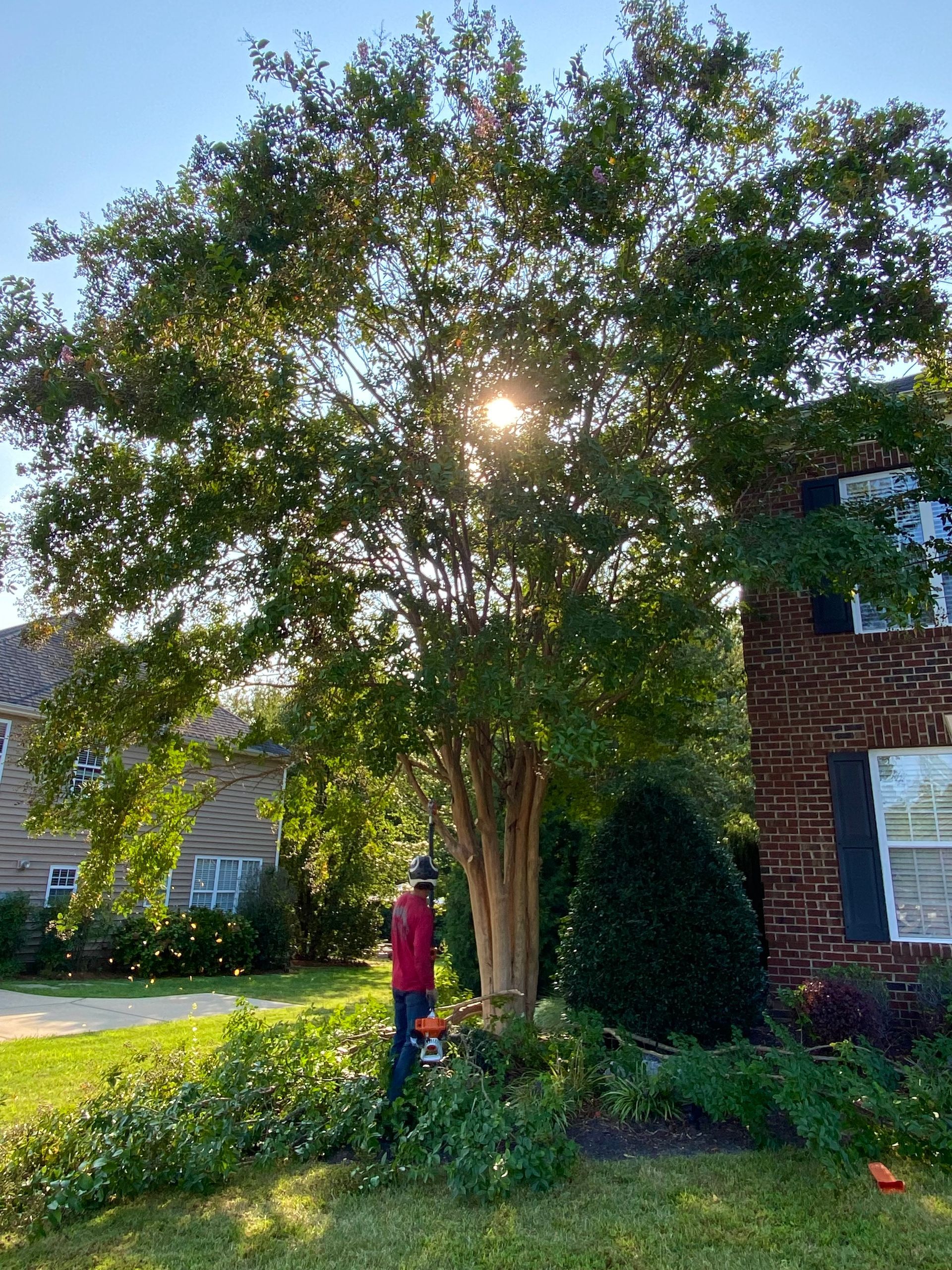 Tree Trimming Foley Alabama Near Me