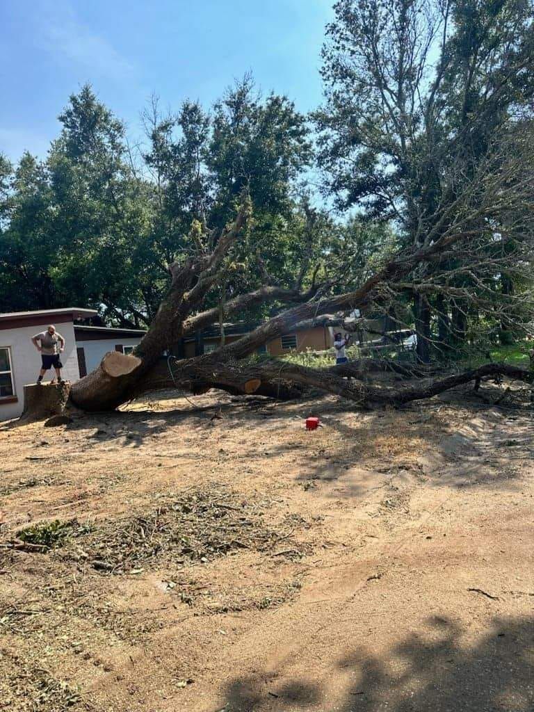 Tree Removal Baldwin County AL