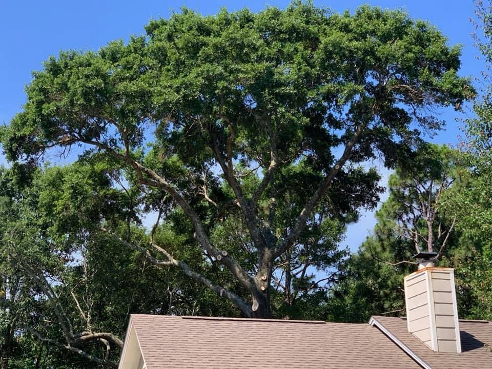 best tree removal company Gulf Shores Alabama