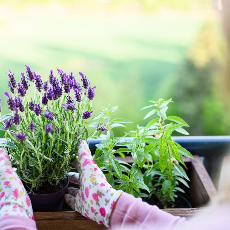Arranging The Flowers — Spartanburg, SC — Sunburst Nursery & Landscape Inc.