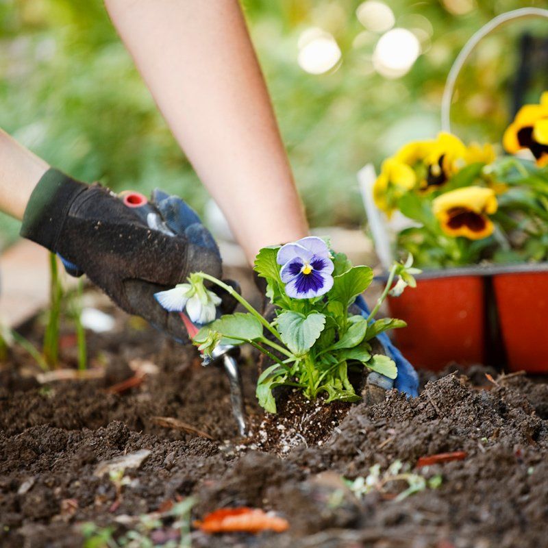 Planting Flowers — Spartanburg, SC — Sunburst Nursery & Landscape Inc.
