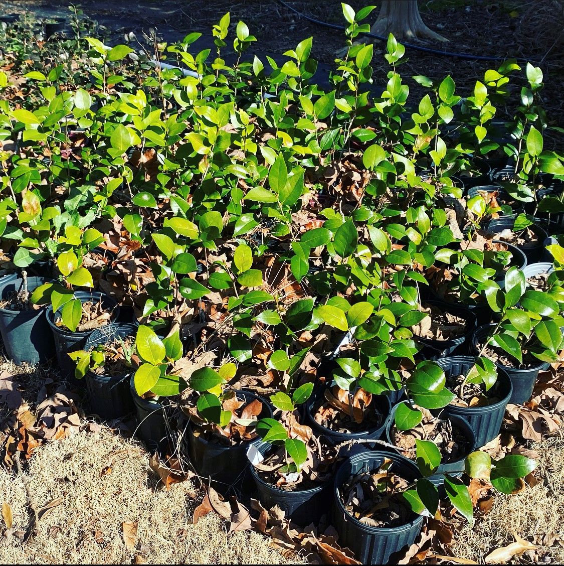 Plants On The Pots — Spartanburg, SC — Sunburst Nursery & Landscape Inc.