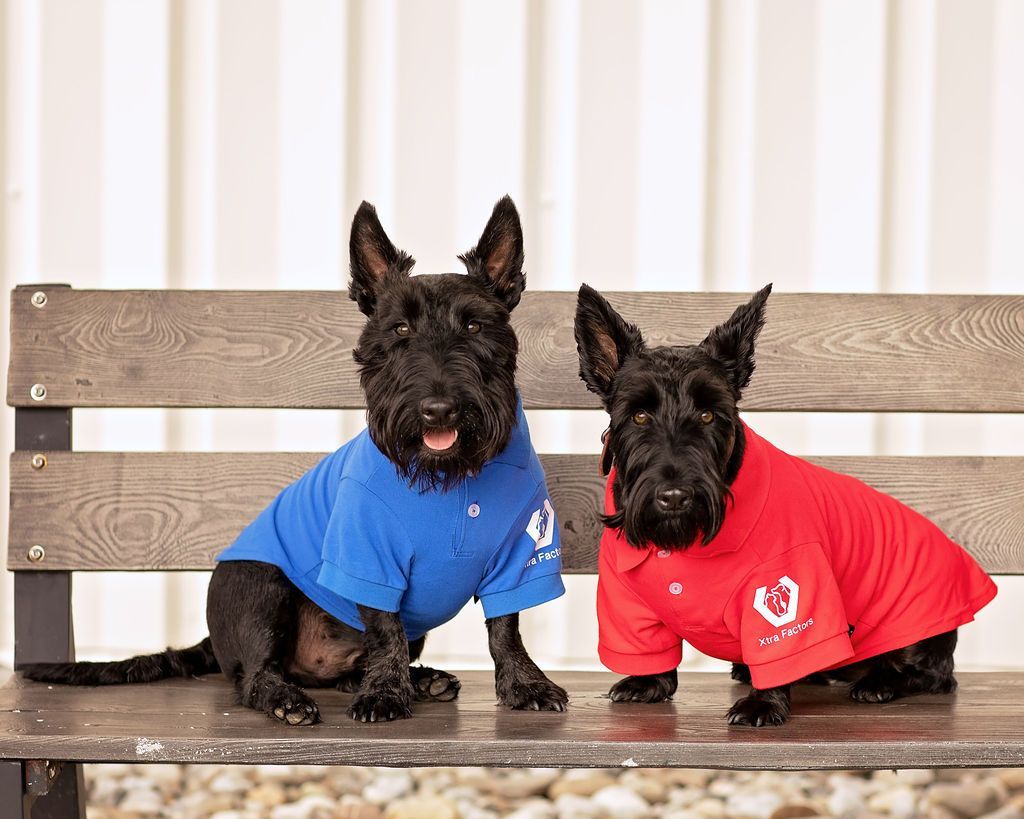 A dog is laying in the grass with a pink flower on its head.