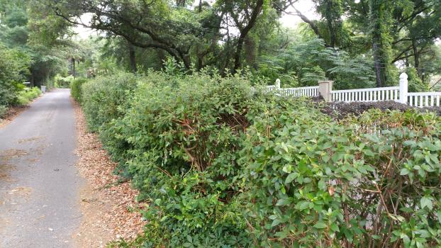 Gator Grass LLC Lawncare in Pensacola FL Trim Bushes