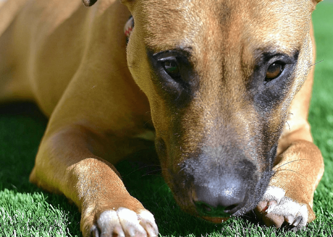 An image of Pet and Playground Artificial Grass in New Brunswick NJ