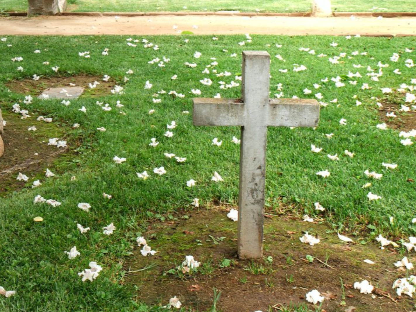 Concrete cross grave marker in a grassy area, surrounded by fallen white flower petals.