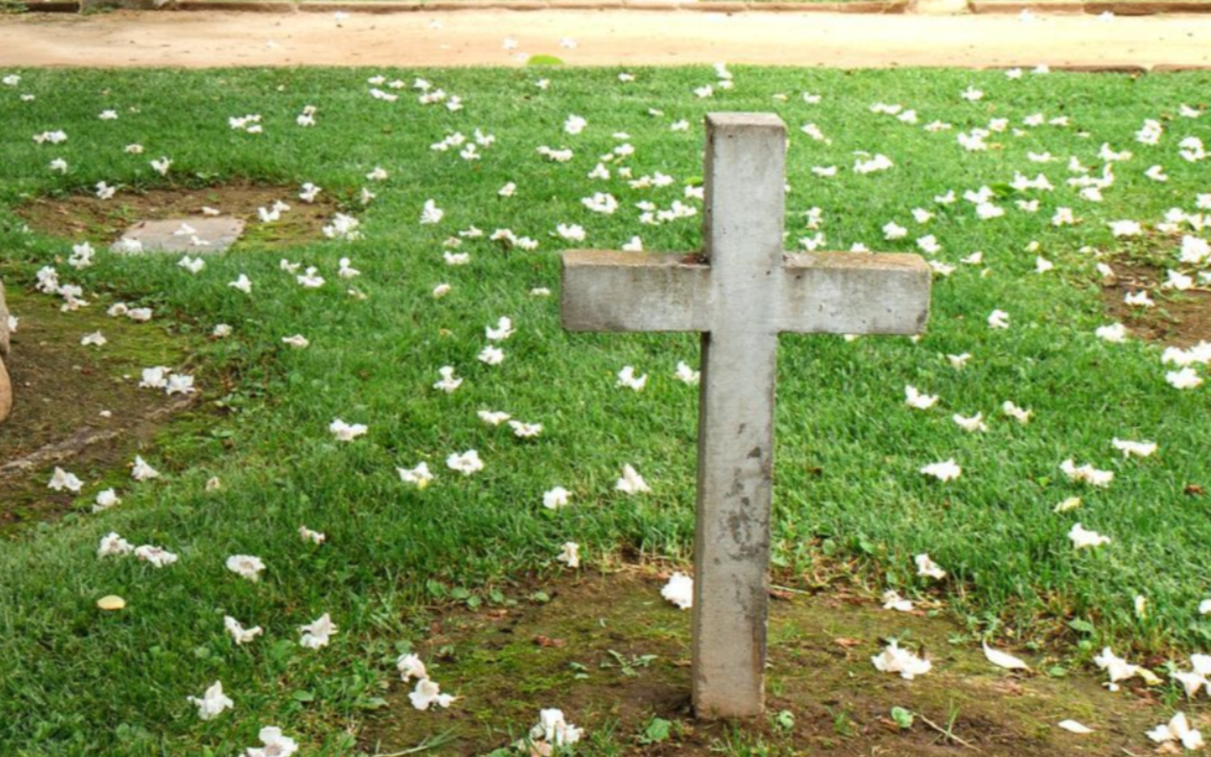 Concrete cross on a grassy grave, surrounded by fallen white petals.