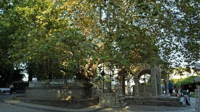 Tree of Hippocrates