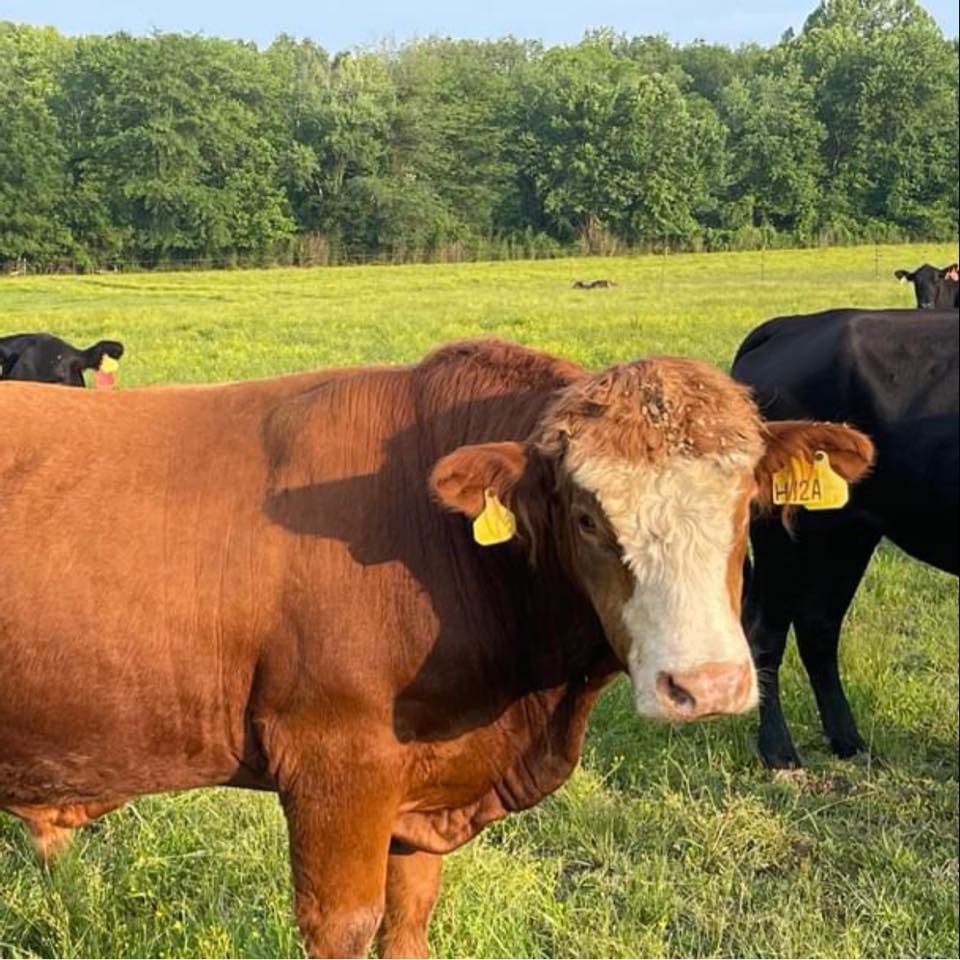 Brown cow with white face and ear tags in a green field with other cows and trees.