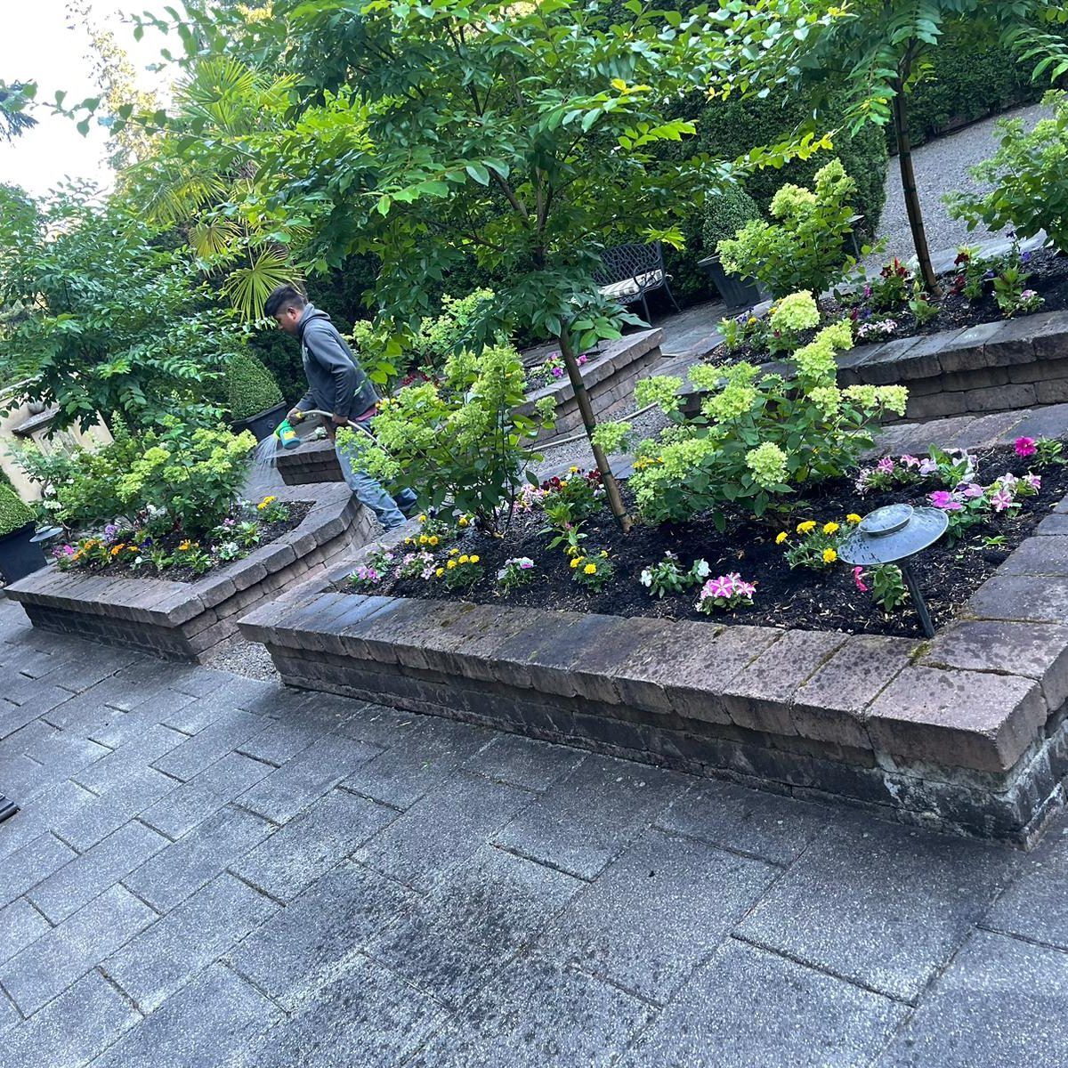 Man tending tiered garden beds with flowering plants and trees. Outdoor setting.
