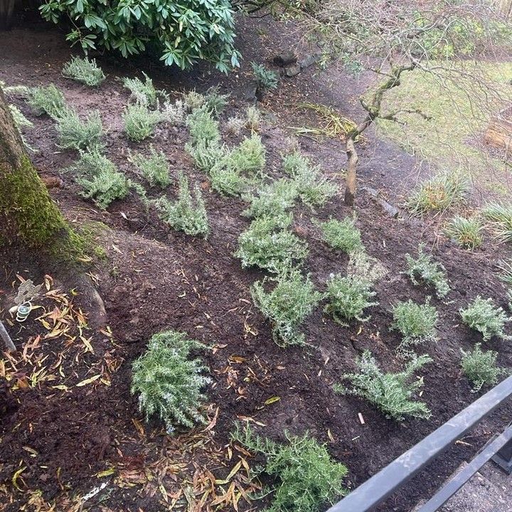 Small green plants on a hillside, freshly mulched with brown soil, near a tree and railing.