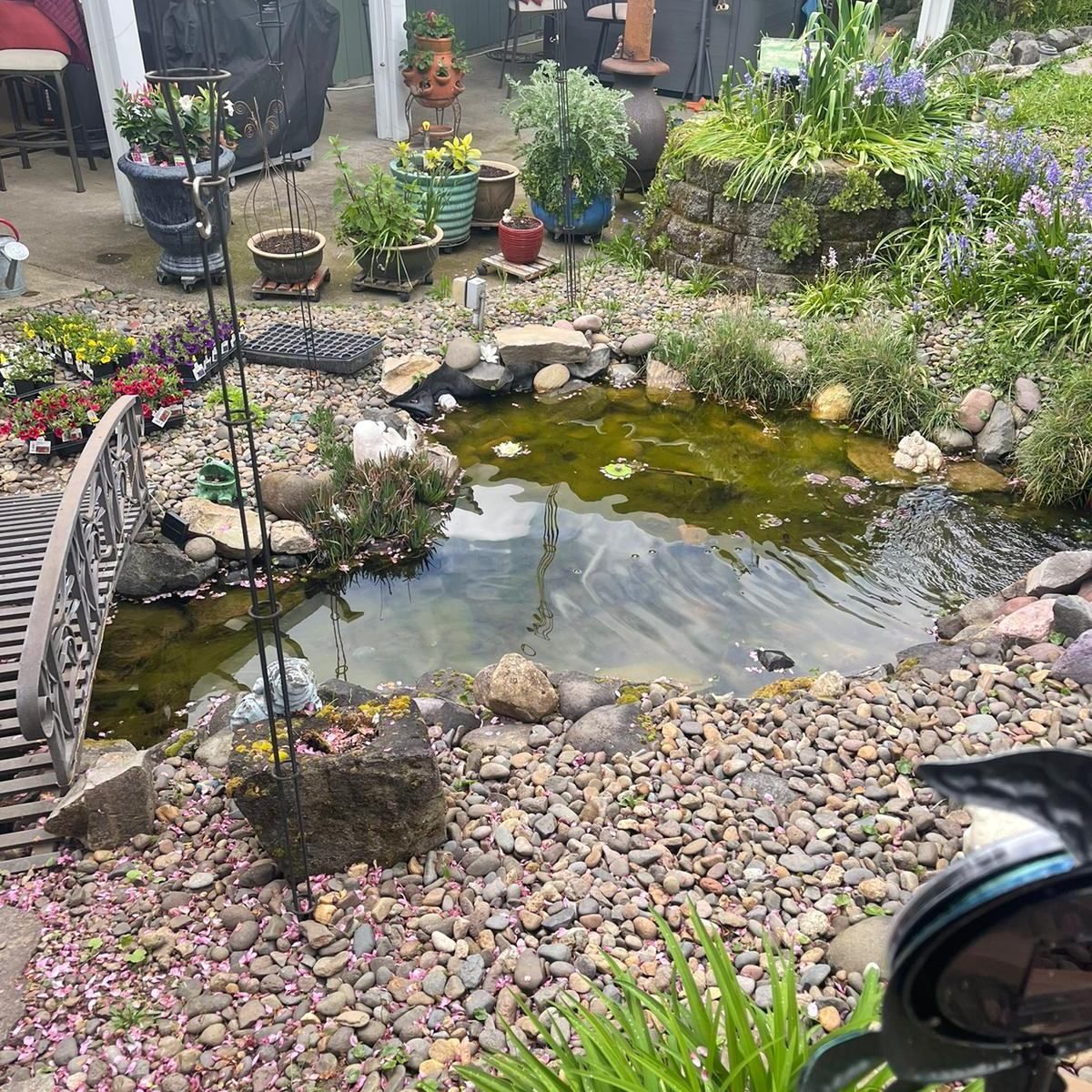 A small pond surrounded by rocks and vegetation, with a bridge and potted plants.