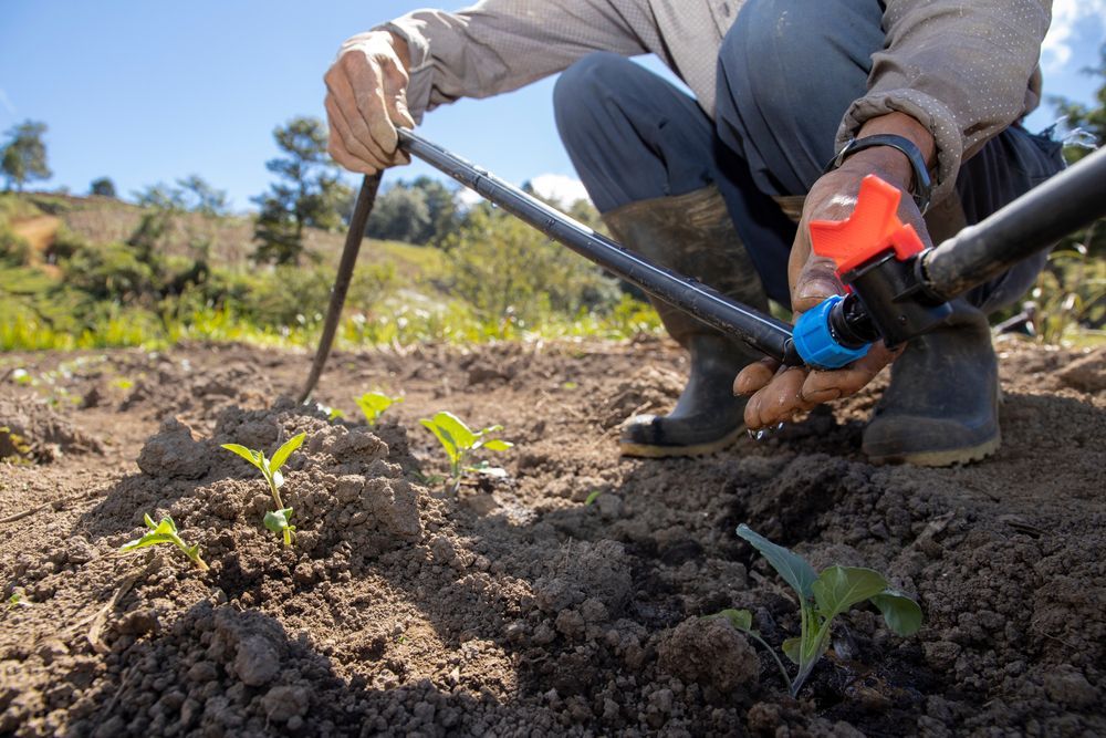 Person installing a drip irrigation system in a garden bed with small plants under a sunny sky.