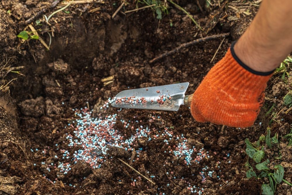 Gloved hand spreads fertilizer in soil with a trowel outdoors.