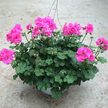 beautiful flowers garden outside a house