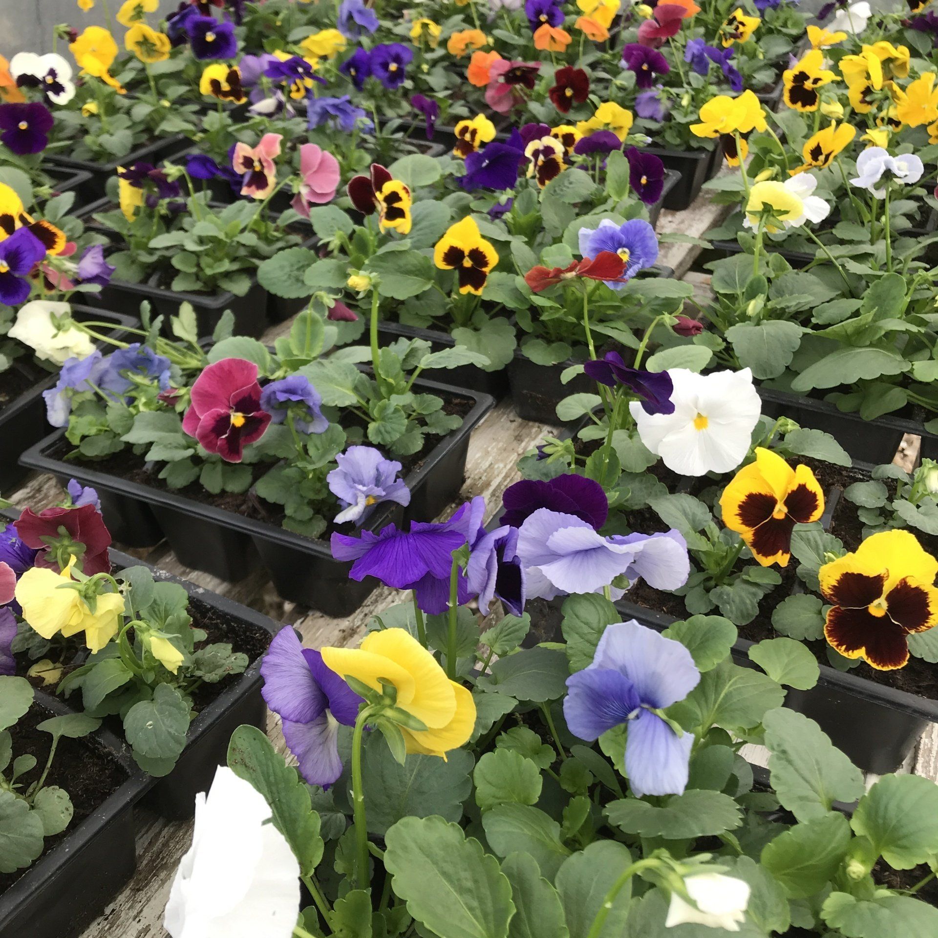 seasonal plants for all kinds of gardens