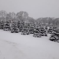 snow glazed Christmas trees
