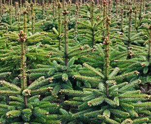 full grown bunch of Christmas trees