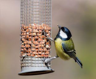 bird food