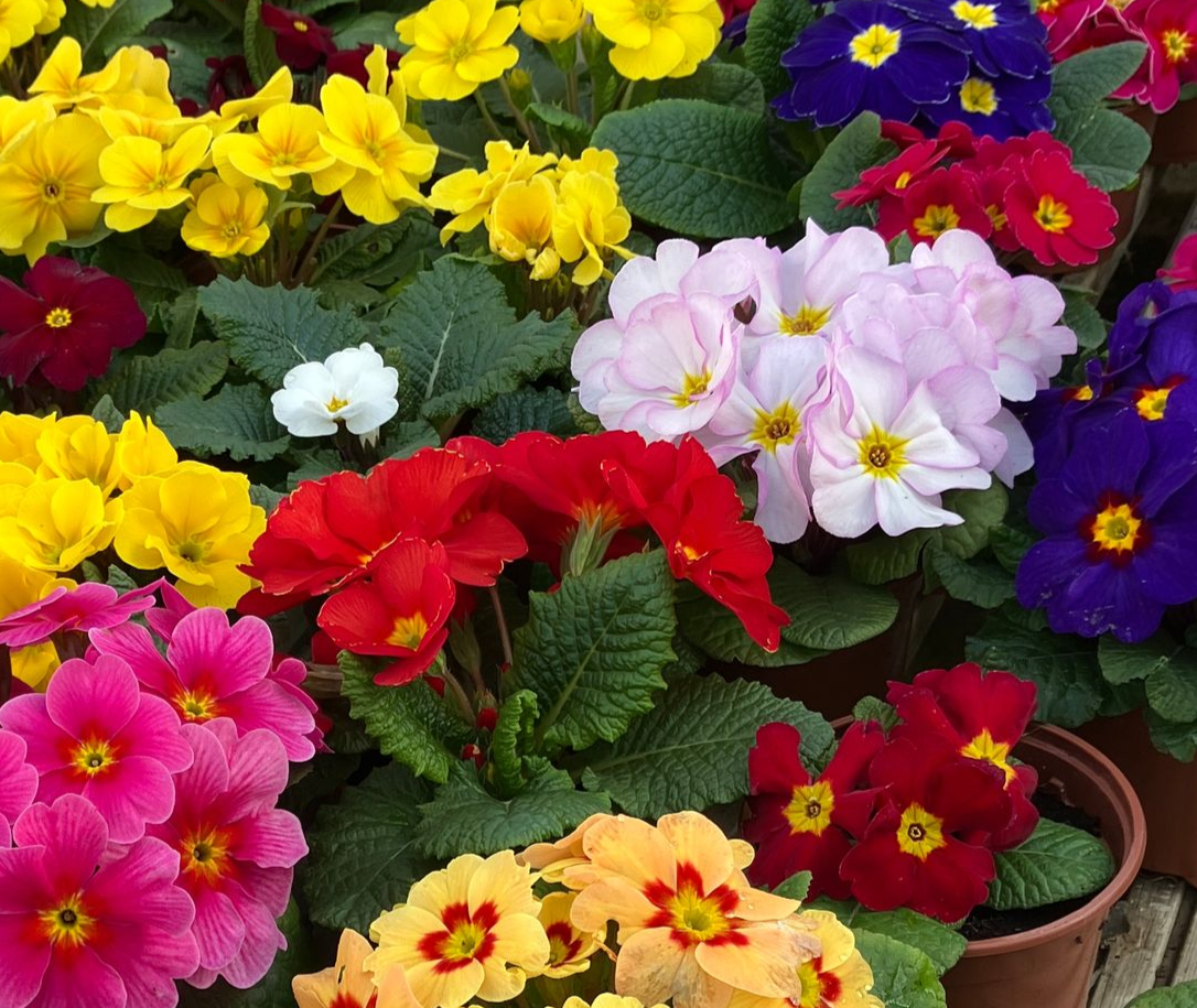 full grown bunch of Christmas trees