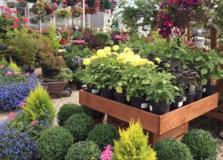 beautiful flowers garden outside a house